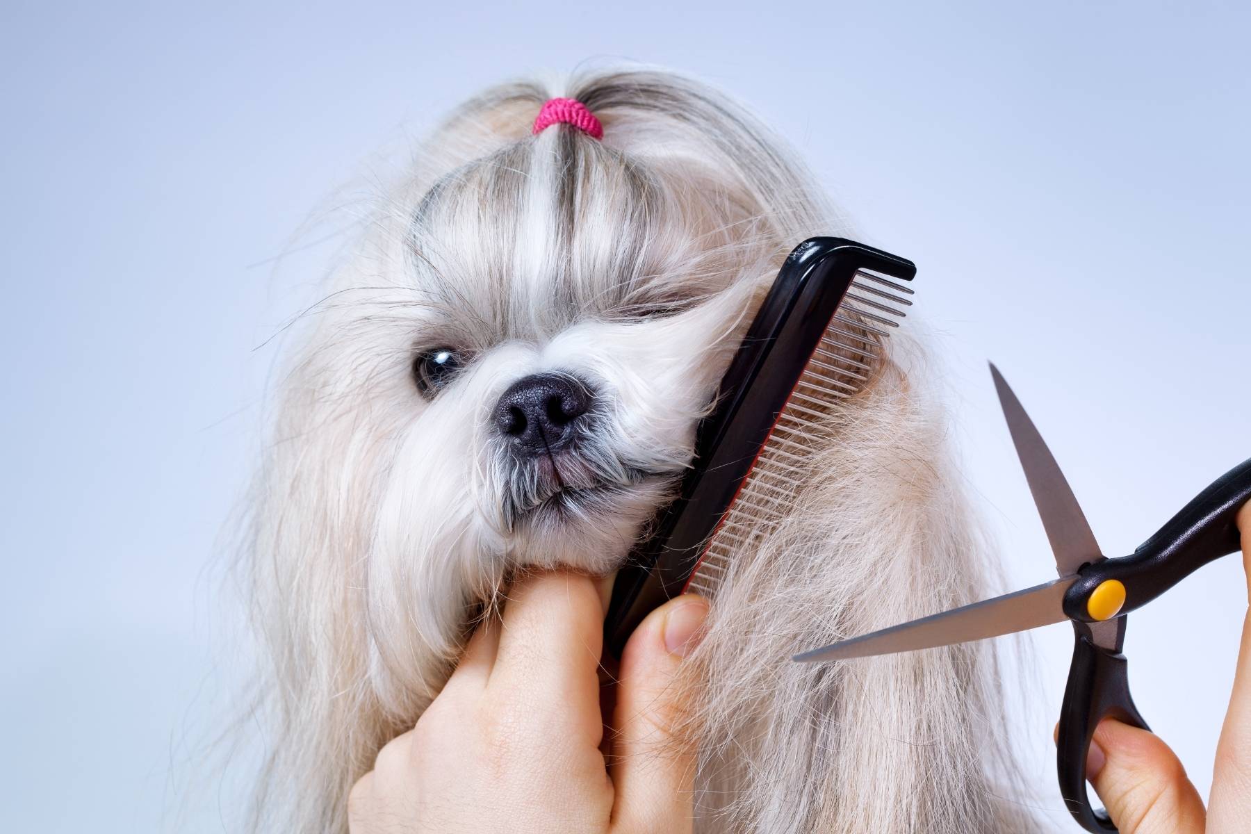 Dog Grooming Services